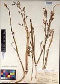 Ehrendorferia chrysantha image