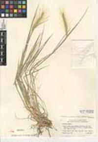 Hordeum jubatum subsp. jubatum image