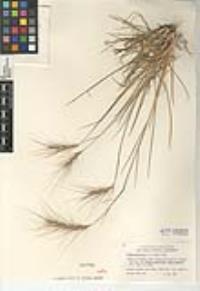 Elymus multisetus image