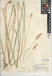 Phalaris aquatica image