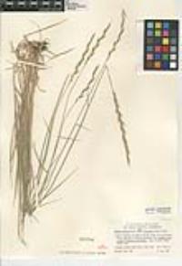 Elymus glaucus subsp. virescens image