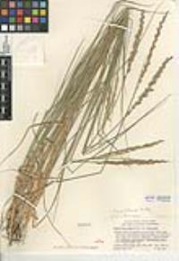 Elymus triticoides image