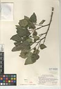 Celtis reticulata image