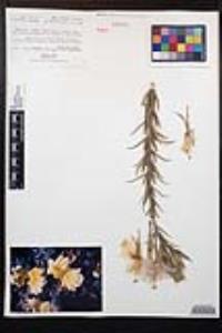 Oenothera elata subsp. hirsutissima image