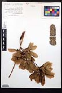 Acer macrophyllum image