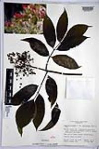 Sambucus racemosa image