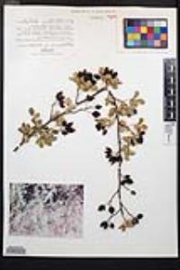 Rosa woodsii subsp. gratissima image