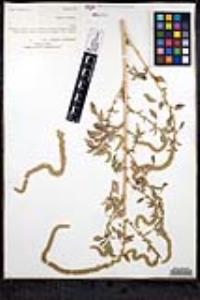 Amaranthus palmeri image