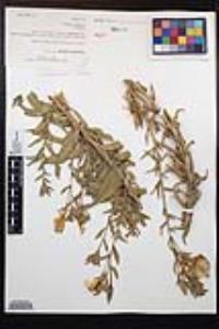Oenothera elata subsp. hirsutissima image