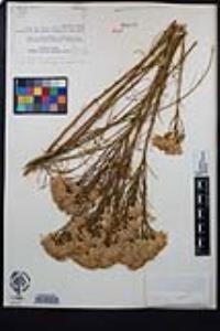 Ericameria nauseosa var. mohavensis image
