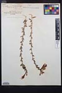 Epilobium canum subsp. canum image