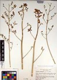 Ehrendorferia chrysantha image