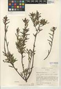 Tetracoccus dioicus image