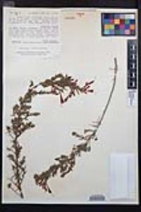 Epilobium canum image