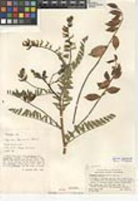 Astragalus douglasii var. douglasii image