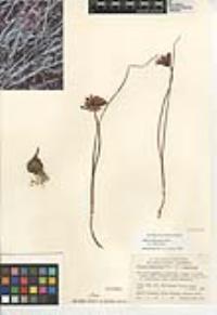 Allium fimbriatum var. fimbriatum image