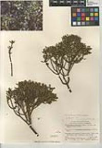 Phoradendron bolleanum image