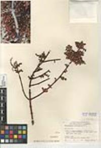 Phoradendron californicum image