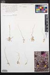 Camissoniopsis pallida subsp. pallida image