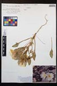 Oenothera deltoides image