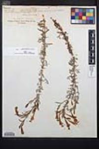 Epilobium canum subsp. canum image