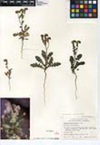 Phacelia crenulata image