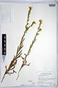 Amsinckia intermedia image
