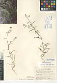 Cryptantha decipiens image