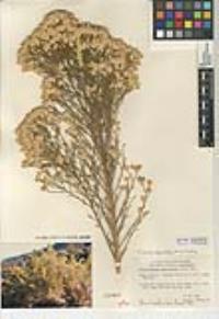 Ericameria paniculata image