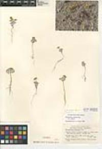 Eriophyllum wallacei image