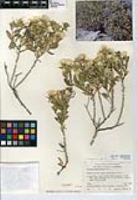 Trixis californica var. californica image