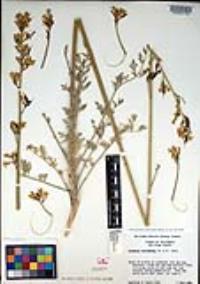 Ehrendorferia chrysantha image