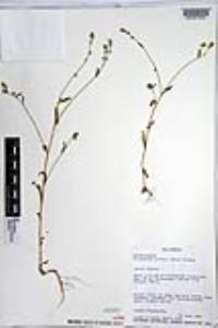 Cryptantha affinis image