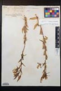 Oenothera elata image