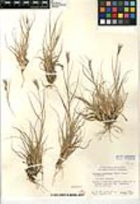 Danthonia unispicata image