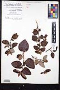 Ceanothus oliganthus var. orcuttii image