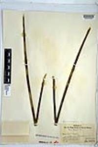 Hesperoyucca whipplei image