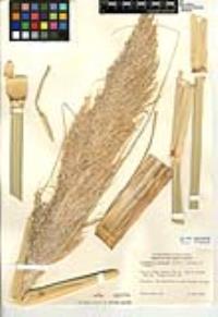 Cortaderia selloana image