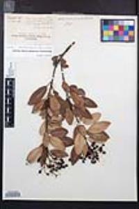 Image Associated With the Occurence