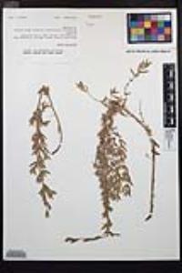 Epilobium canum image