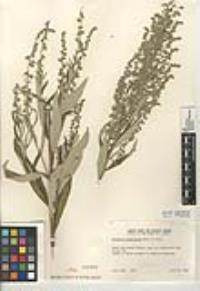 Artemisia douglasiana image