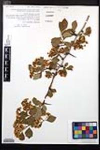 Crataegus douglasii image