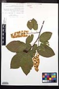 Prunus virginiana var. melanocarpa image