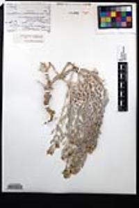 Nerisyrenia incana image