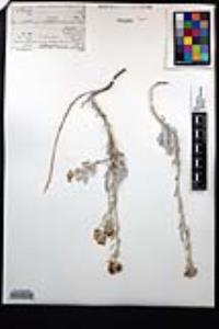 Nerisyrenia incana image