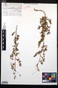 Cardiospermum dissectum image