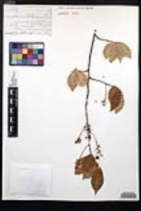 Prunus serotina subsp. virens image