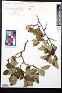 Amelanchier pumila image