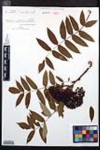 Sorbus americana image