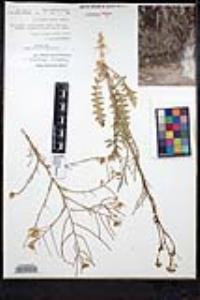 Sisymbrium altissimum image